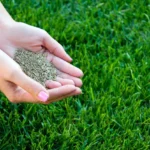 What Is Mannacote? Definition and Overview