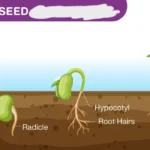 Germinatoire